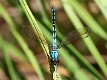 J19_2944 Diphlebia nymphoides male